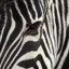 zebra_n