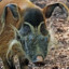 Red River Hog