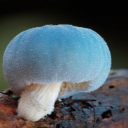 剧毒致幻の魁首—菇