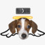 loivisDOG