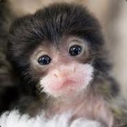 Bn1k - steam id 76561198043763255