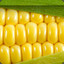 Cornsilky