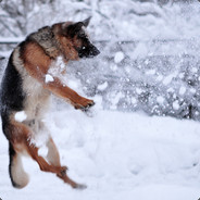 Hundehantel