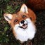 Mr.Fox