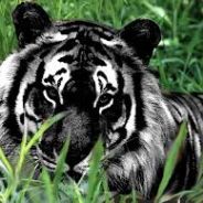 blacktiger