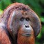 An Unimpressed Orangutan