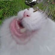 Samir The Car Breaker