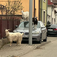 爱德华兹(-_･) ︻デ