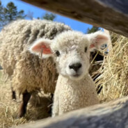 等憨憨的小杨同学