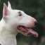 BullTerrier73