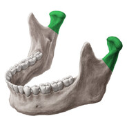 Mandibular