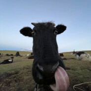 翻斗花园牛爷爷