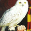 Hedwig