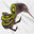 Lil Kiwi