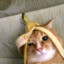 PyP0cHi_KaT1sHeK