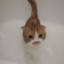 Котик злюка