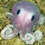 Cutethulhu