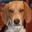 Hound_Dog