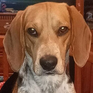 Hound_Dog