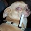 dog smoking a durry