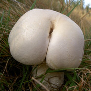 Анальный туз