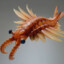 Anomalocaris the Cambrian Shrimp