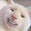 CatNips