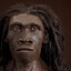 Homoerectus