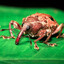 very small weevil
