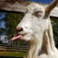 [M&amp;N]GOAT