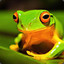 Green Frog