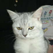 超级懒羊羊大王