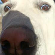 Balus6ia
