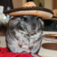 The Illegal Chinchilla