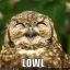 Owl-RLY