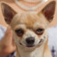 DigbigdoG