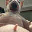 Doggy Swag YOLO
