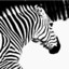 ZebRa_13