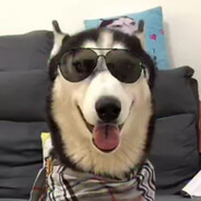 帅气迷人小二哈