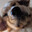 a golden retriever