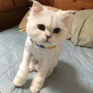 黒森