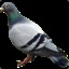 Le pigeon oiseau gentil