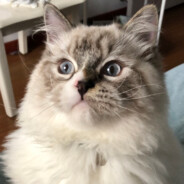 疯癫老太在线刷盘