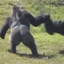 Mr.Gorilla