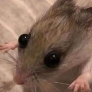 Eeper: The Final Sleeper