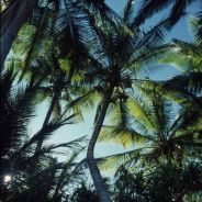 p.cool - steam id 76561197960487123