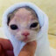 nymphbat