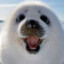EO_FOCA CSGOSKINS
