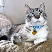 青青草原我最狂！