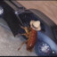 Queen Roachalot ♥